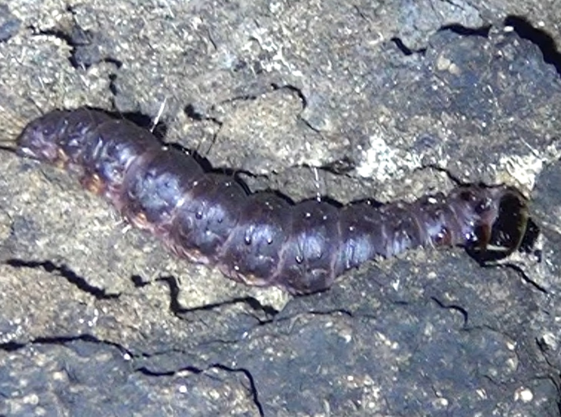 樹液レストランの創設者_ボクトウガの幼虫_東京多摩地区・団地前のクヌギ_2024年8月23日 夜